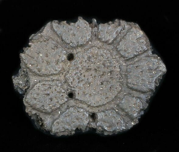 Excellent Glyptodon Bony Armor Scute - Florida #35400